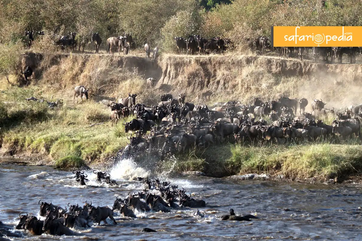 Planning Your Wildebeest Migration Safari  A Step-by-Step Guide